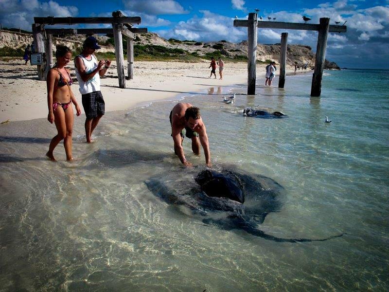 Stingrays Hamelin Bay